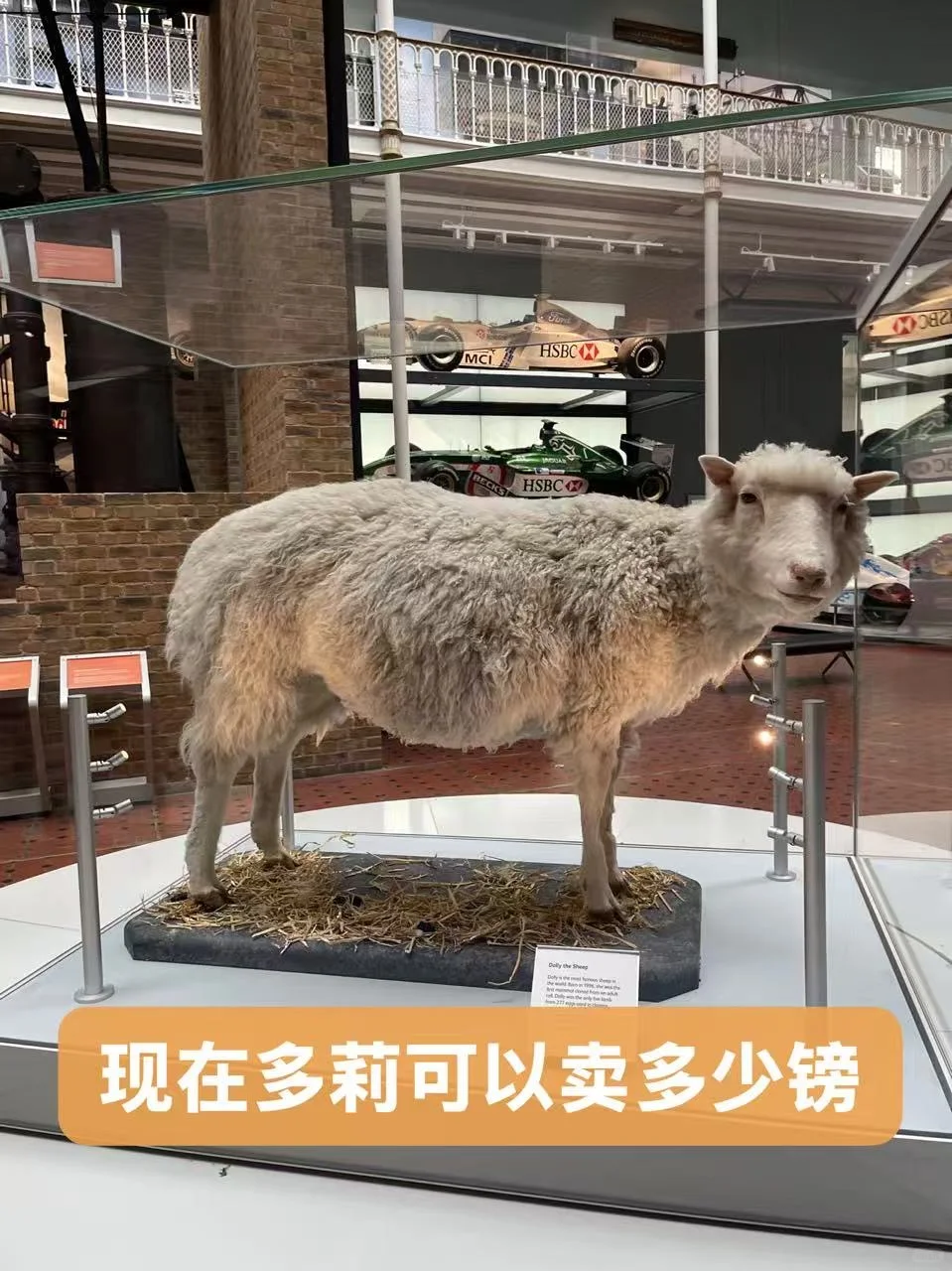 大胆做梦：苏格兰的克隆羊多莉，拍卖能卖多少 — 内容图片 2
